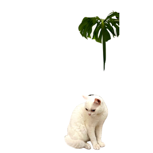 White Cat Sitting Beside A Monstera Plant In A Cozy Home Setting With Decorative Elements 12713 - Cat PNG image with transparent background